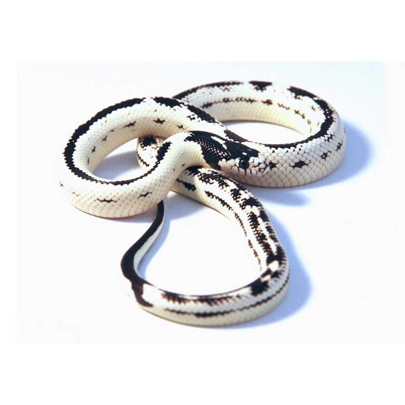 Sarpe de Porumb anerythristic invers vargat - imagine 4